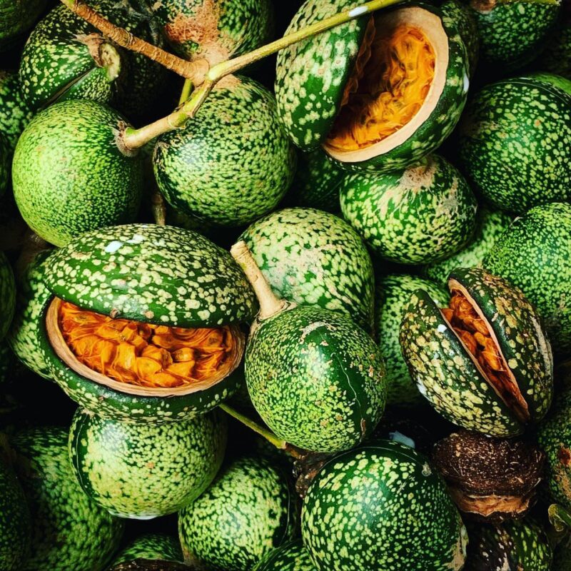 Why Pure Voacanga Africana Is Gaining Popularity Worldwide